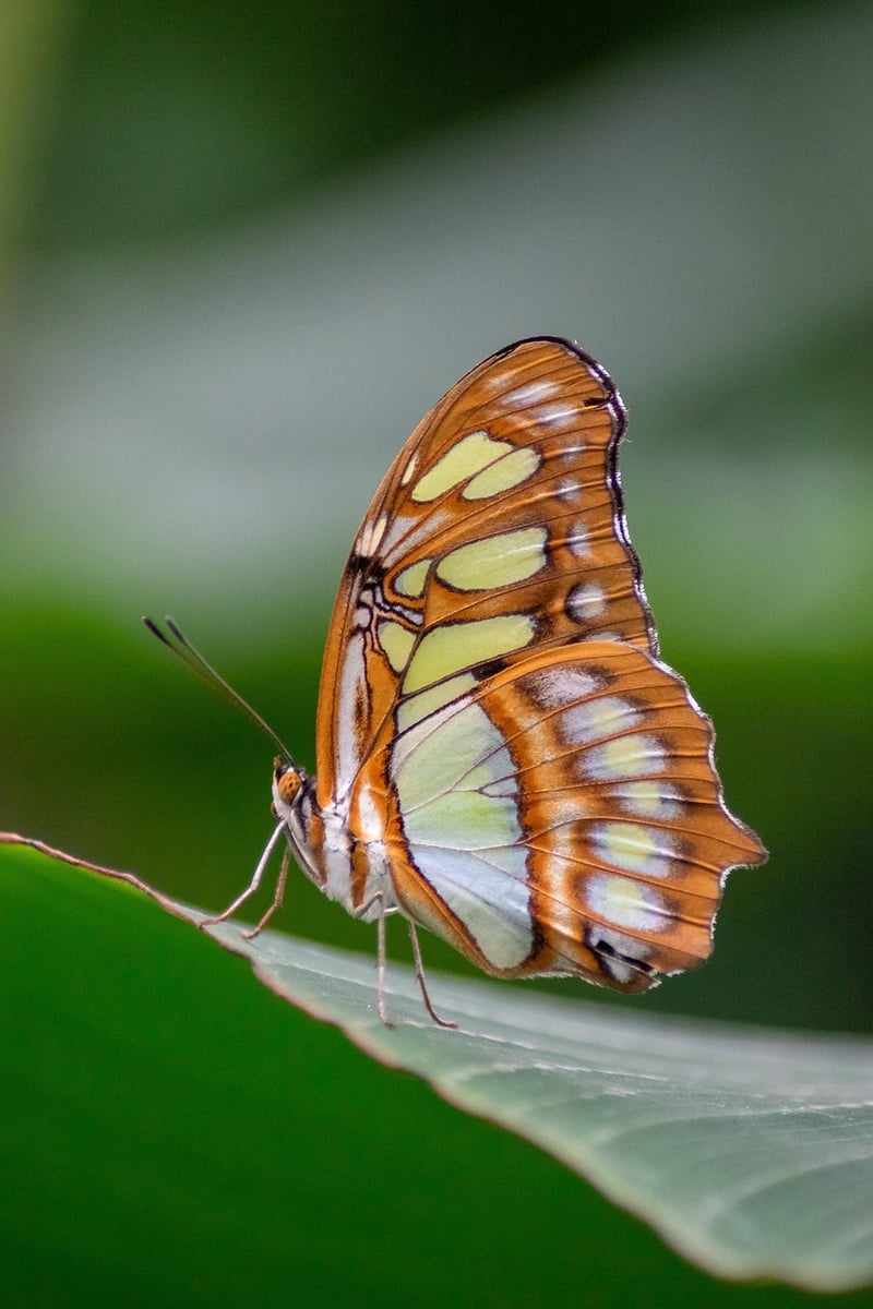 Butterfly Effect Awareness